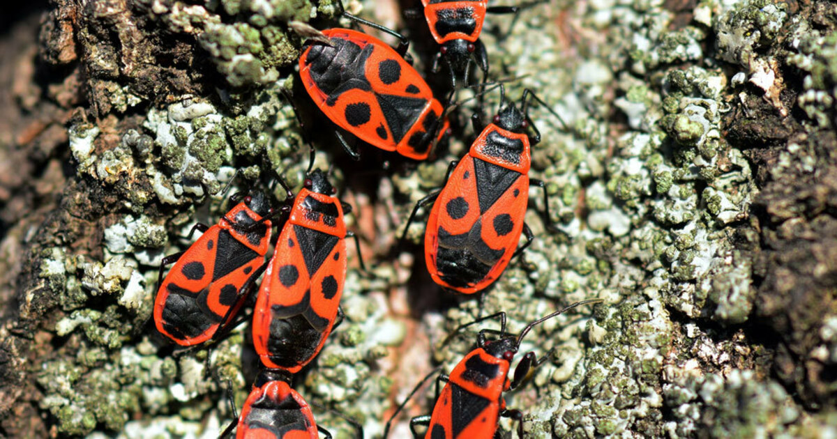 Sind Feuerwanzen gefährlich? Was ist das für ein roter Käfer im Garten?