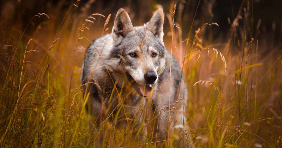 Wolf could have killed a goat near Münstertal on Monday