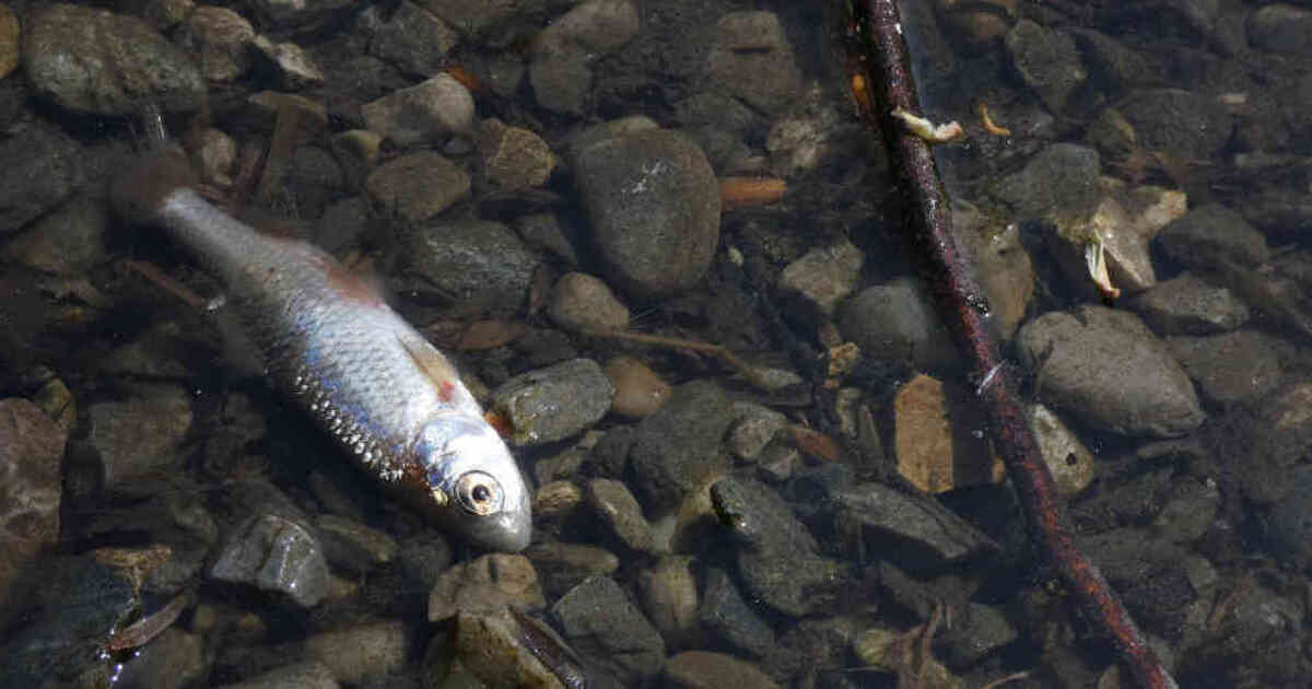 A defective process kills the fish north of Freiburg