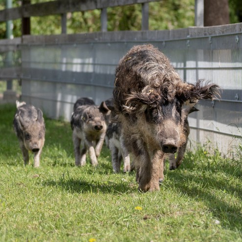 Gretel, Wollschwein, Europameisterschaft, Orakel, EM