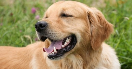 Hund, Tier, Golden Retriever, © Pixabay