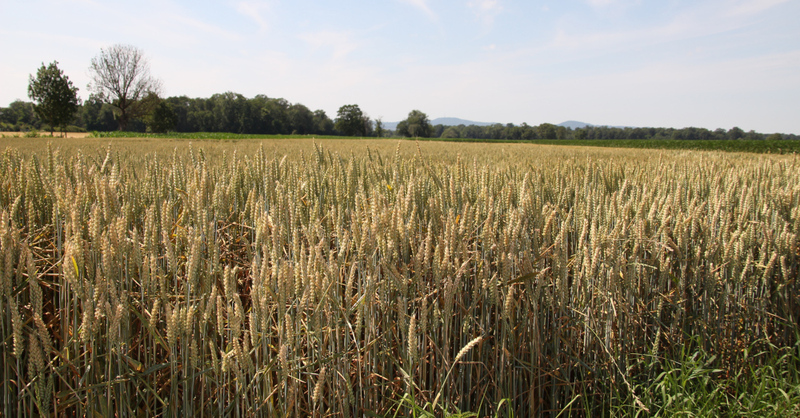 Getreide, Acker, Dietenbach, © baden.fm (Symbolbild)