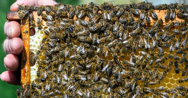 Imker, Bienen, Honig, Waben, © Patrick Pleul - dpa