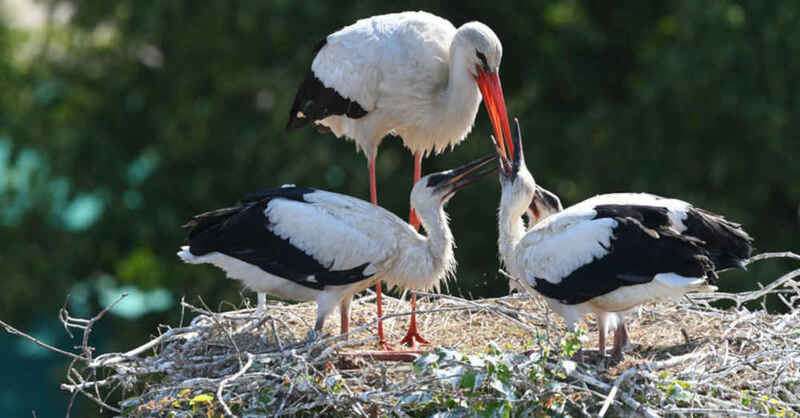 Storch, Störche, Nest, Vogel, Adebar, Schnabel, © Uli Deck - dpa (Symbolbild)